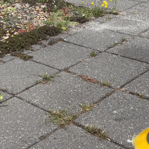 Set met veelzijdige trimborstels voor perfect resultaat